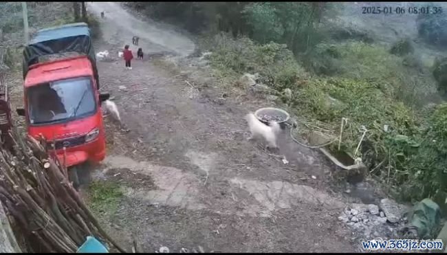 狗闯进村民家中咬女童被打死